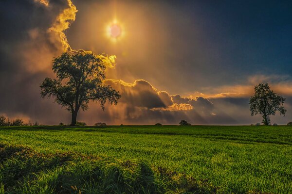 The rays of the sun over a tree in a field