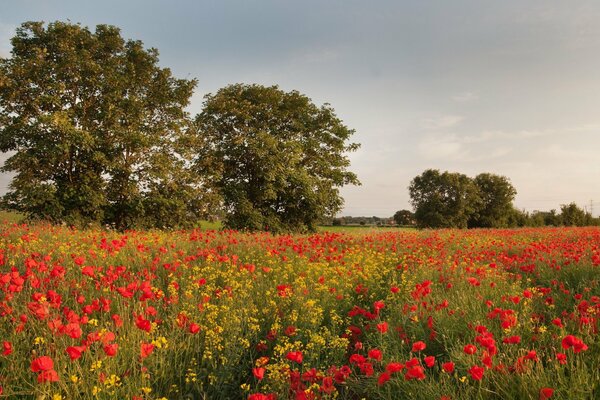 Champ C avec de beaux coquelicots rouges