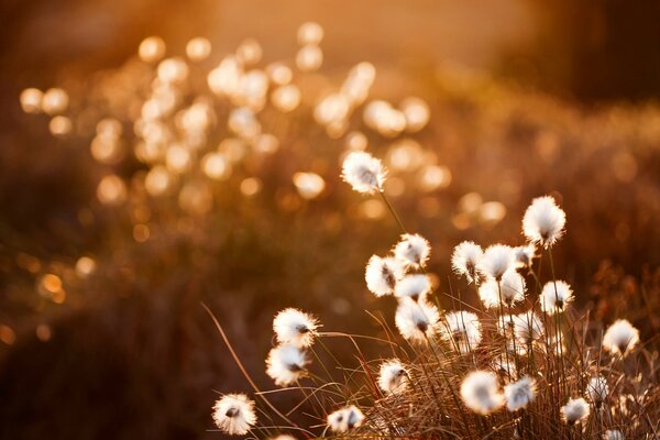 Flauschige Blumen auf einem beigen Hügel