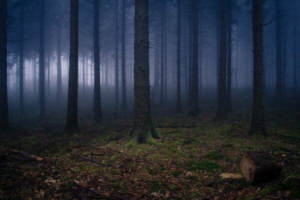 Image of a dark forest without greenery, fog in the forest