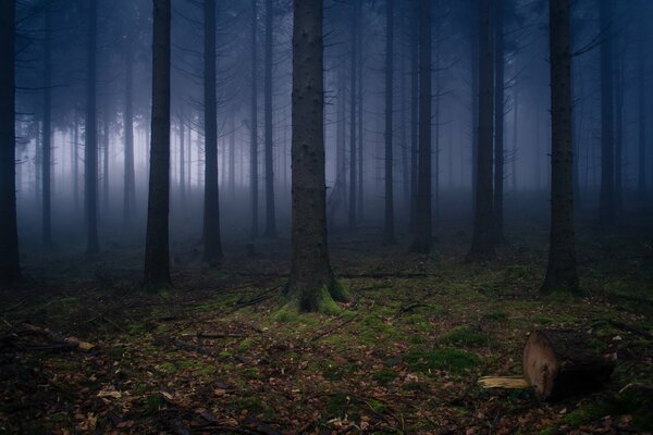 Imagen de un bosque oscuro sin vegetación, niebla en el bosque