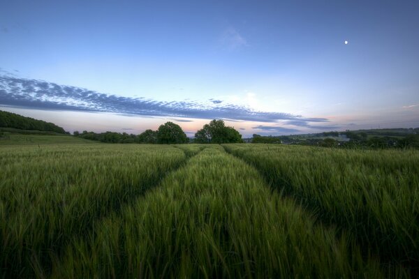 Amoklauf der grünen Wiese am Abenddämmerung