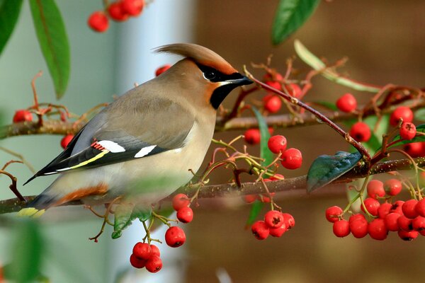 Nature avec des oiseaux, oiseau sur une branche avec des baies en automne