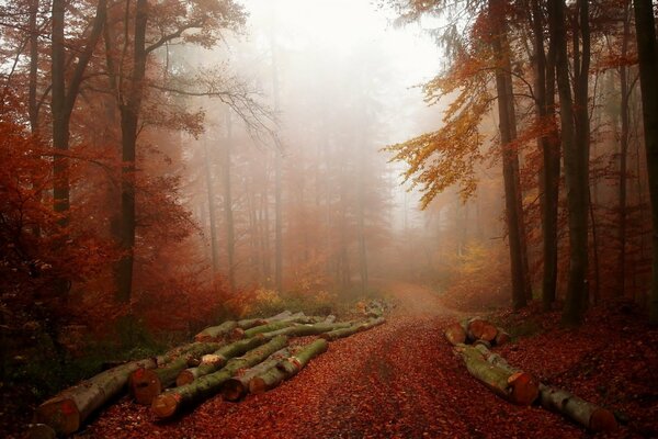 Shades of late autumn misty forest