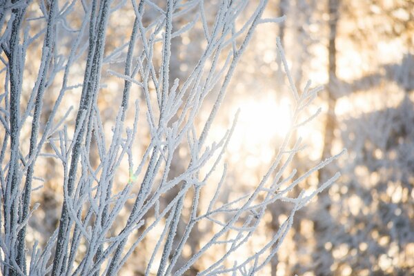 The winter sun shines through the branches covered with frost