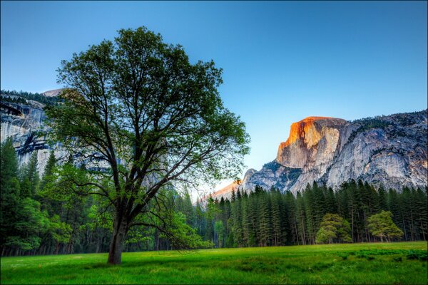 Parque en Estados Unidos. Árbol en el fondo de las montañas. Hierba verde