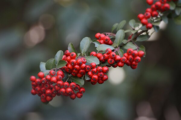 Baies d automne rouges sur une branche