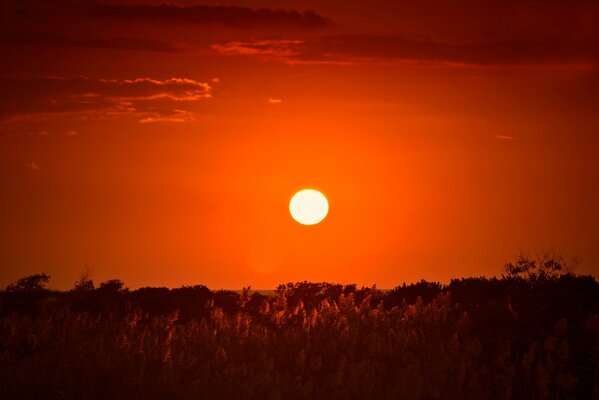 Sonnenuntergang umhüllt den Wald