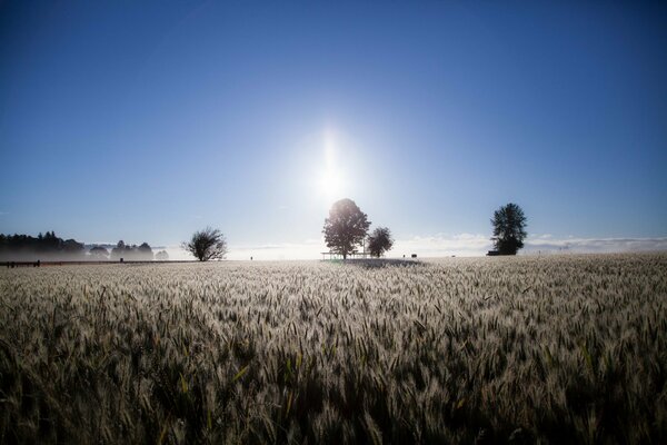 Ein Feld mit Ähren und einsam stehenden Bäumen vor dem Hintergrund eines schönen, klaren blauen Himmels mit einem unverständlichen Spiegelbild