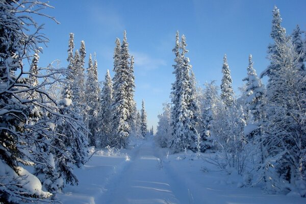 A frosty sunny day. The road in the forest