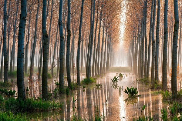 Light aspen forest in the swamp