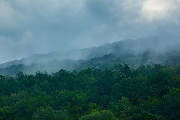 Brume brumeuse sur une forêt dense