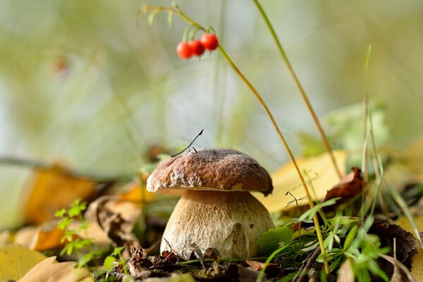 Weißer Pilz wuchs im Wald auf