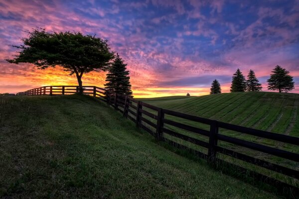 A fence and a field near lonely trees