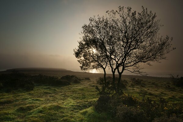 Morning fog at a lonely tree