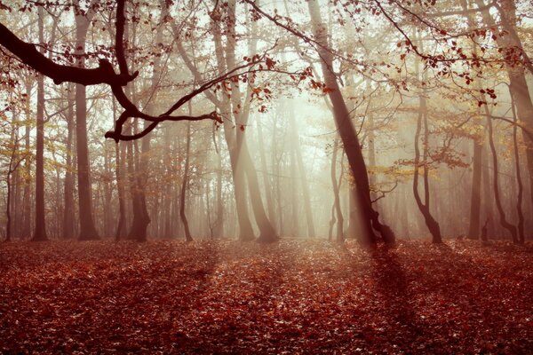 Mattina nebbiosa nella foresta misteriosa