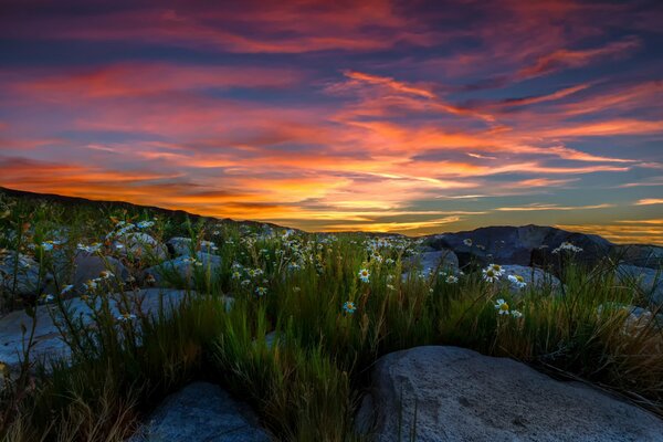 Daisies in the mountains among the stones