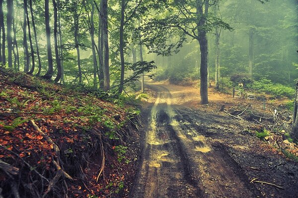 The road in the summer forest