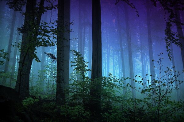 Serata nebbiosa nella foresta misteriosa