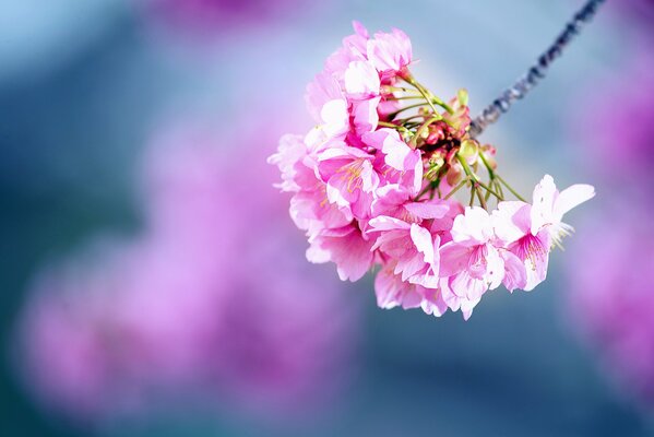 Schöne Kirschblüte im Frühling