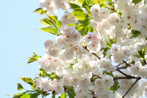 Hermosos pétalos de árbol blanco delicado en primavera