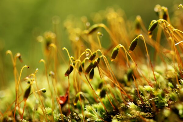 The beginning life of beautiful plants