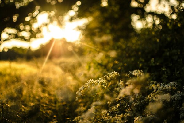 Hierba, plantas, árboles al atardecer se duermen