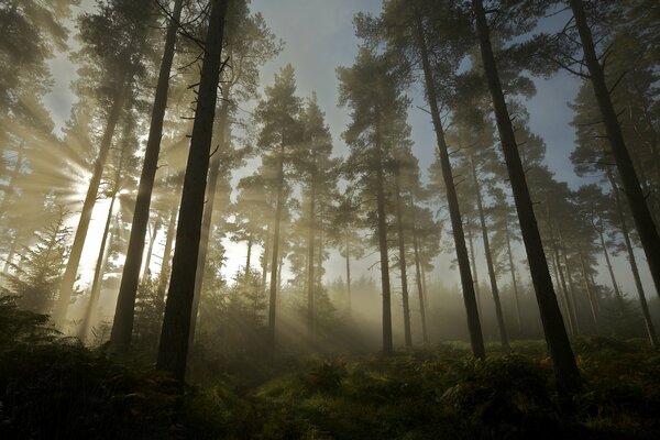 The dawn of a wonderful summer morning breaking through the trunks of trees