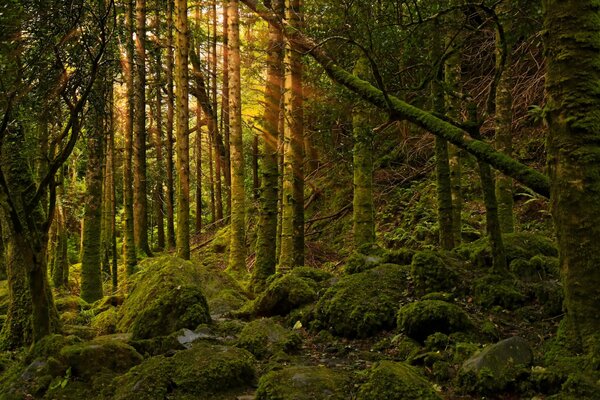 Forest. Stones. Untouched nature