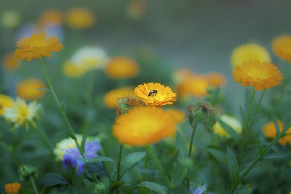 A bee on a calendula flower in summer