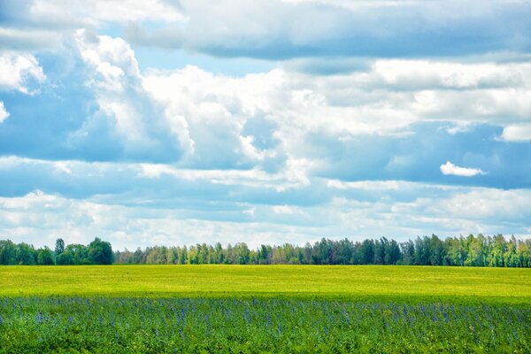 Dichte Wolken sammeln sich über einer grünen Wiese und einem Waldstreifen