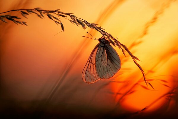 Papillon sur épillet sur fond de coucher de soleil