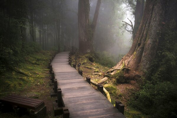 Sentier forestier menant au brouillard