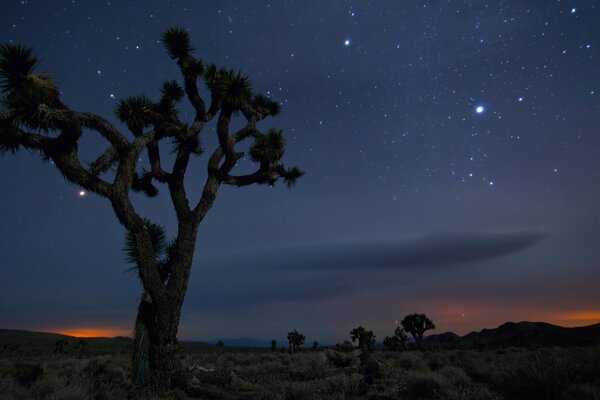 Notte nella savana. Serenità nella savana