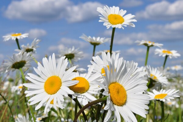 Ein Foto von Gänseblümchen. Sommerhimmel