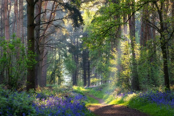 Très beau sentier dans la forêt d été