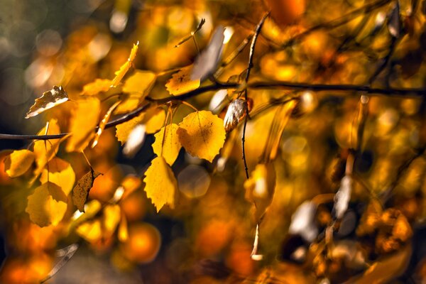 Hojas doradas en una ramita de otoño