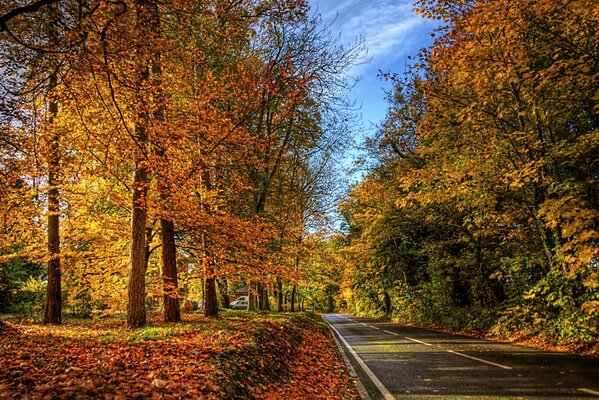 Autumn trees. Road. Fallen leaves