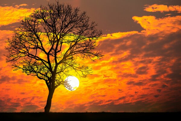 Un solitario árbol de otoño en una puesta de sol escarlata