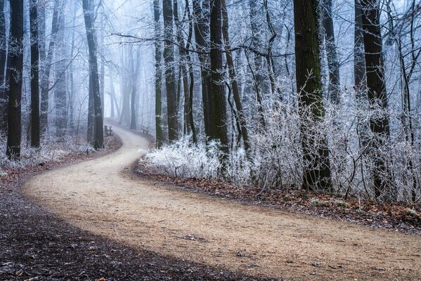 The road through the winter forest covered with frost