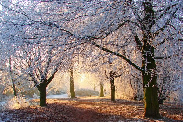 Camino de invierno en el bosque cubierto de nieve