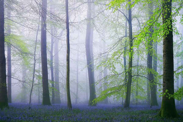 Misty forest with purple flowers