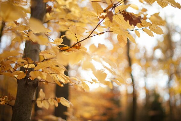 Baum im Herbstwald