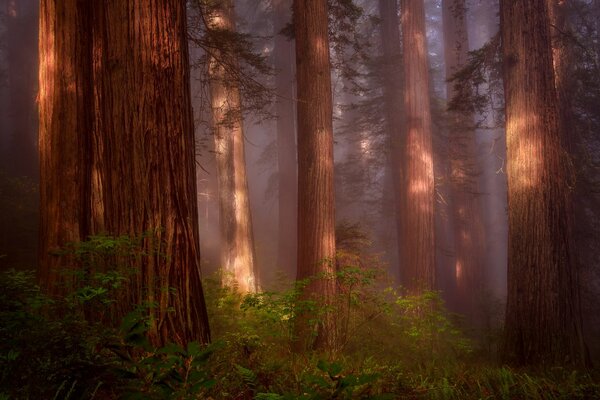 Wald aus Sequoia, von Dunst umwickelt