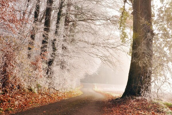 Дорога, обрамленная деревьями в белом убранстве