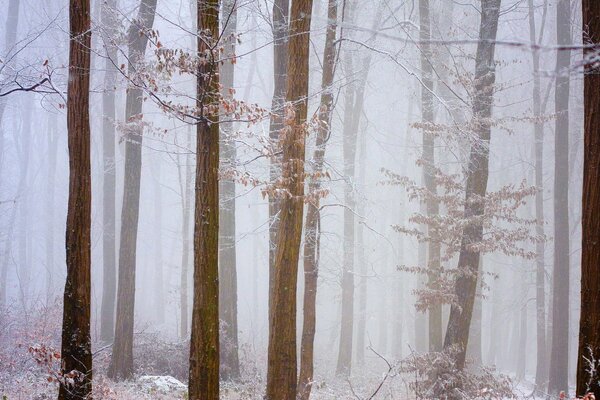 Arbres forestiers dans le givre mat