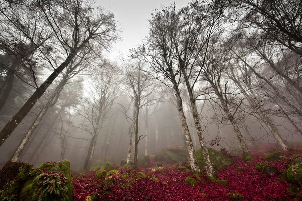 Cime degli alberi nude nel tardo autunno nella nebbia contro un cielo grigio