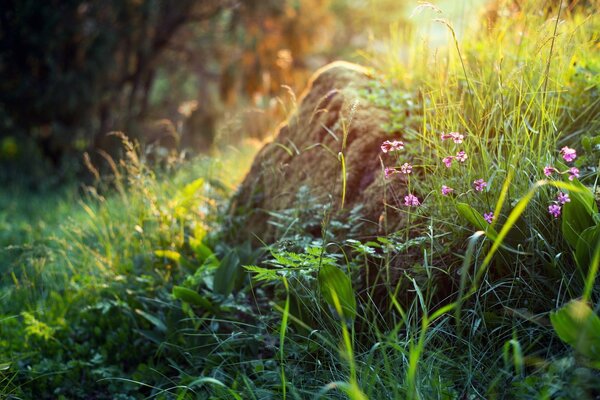 Grass and flowers on a summer morning