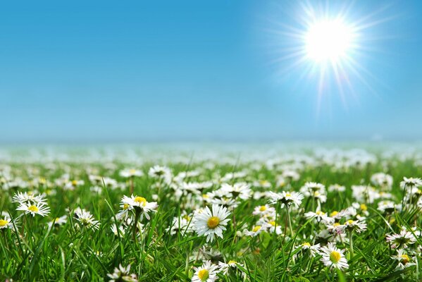 Chamomile field under the blue sky