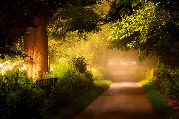 Ein bunter Wald mit einem Gehweg, der von Bäumen umgeben ist